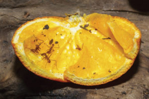 orange-oil-ant-killer